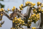colour photograph of a curve-billed thrasher building his nest in a flowering cactus bush