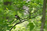 colour photograph of an Eastern Phoebe perching on a branch in a leafy tree