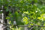 Bird Photograph of an Eastern Phoebe perching on s branch in a leafy tree