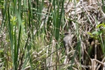 colour photograph of an Eastern Phoebe perching in a reed bed