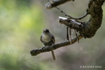 colour photograph of an Eastern Phoebe perched on a twig