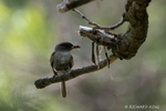 colour photograph of an Eastern Phoebe perched on a twig