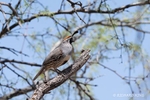 Colour photograph of a Gambel's Quail in a tree