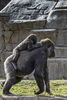 San Diego, CA(Gorilla gorilla)Image No: 15-054032 Click HERE to Add to Cart