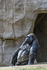San Diego, CA(Gorilla gorilla)Image No: 15-054151  Click HERE to Add to Cart