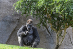 San Diego, CA(Gorilla gorilla)Image No: 15-054220   Click HERE to Add to Cart