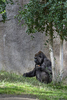 San Diego, CA(Gorilla gorilla)Image No: 15-054253  Click HERE to Add to Cart
