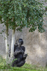 San Diego, CA(Gorilla gorilla)Image No: 15-054280  Click HERE to Add to Cart