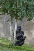 San Diego, CA(Gorilla gorilla)Image No: 15-054285  Click HERE to Add to Cart