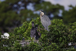 Great Blue Heron (Ardea herodias) stands in his nest with his three fledgelings.