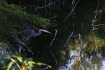 Juvenile Great Blue Heron (Ardea herodias)in a {quote}fishing{quote} pose.
