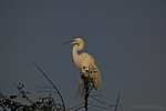 Female Great Egret (Ardea alba) in Mating Plumage at the top of a tree catching the first sunlight of the dawn.