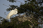 Male Geat Egret (Ardea alba) building his nest, but no occupants yet.