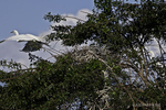 A color photograph of a male Geat Egret (Ardea alba) flying from his nest in search for more materials.