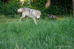 Photographs of Wildlife Grey Wolf