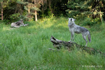 Photographs of Wildlife Grey Wolf