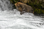 Katmai National Park, Alaska(Ursus arctos)Image No: 16-029455  Click HERE to Add to Cart