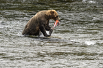 Katmai National Park, Alaska(Ursus arctos)Image No: 16-029484 Click HERE to Add to Cart