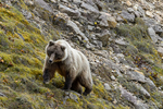 Alaska(Ursus arctos)Image No: 16-309129 Click HERE to Add to Cart
