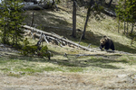 Wyoming(Ursus arctos)Image No:  18-010929  Click HERE to Add to Cart