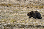 Wyoming(Ursus arctos)Image No:  18-011239  Click HERE to Add to Cart