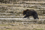 Wyoming(Ursus arctos)Image No:  18-011257  Click HERE to Add to Cart