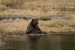 Wyoming(Ursus arctos)Image No:  18-011459  Click HERE to Add to Cart