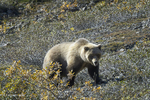 Alaska(Ursus arctos)Image No: 16-310891  Click HERE to Add to Cart