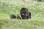 Wyoming(Ursus arctos)Image No: 17-008803  Click HERE to Add to Cart