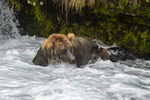 Katmai National Park, Alaska(Ursus Arctos)Image No: 16-029416   Click HERE to Add to Cart