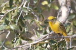 Photograph of a female Hepatic Tanager in Madera Canyon, AZ.