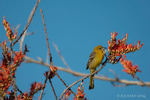 Photograph of a Female Hooded Oriole at Benson in AZ