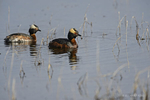 Manitoba, Canada(Podiceps auris)Image No: 13-015579  Click HERE to Add to Cart