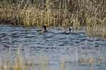 Manitoba, Canada(Podiceps auris)Image No: 13-015671  Click HERE to Add to Cart