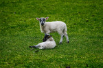 Yorkshire Dales National Park, England(Ovis aries)Image No: 12-014371Click HERE to Add to Cart