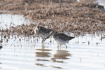 Photograph of Long-billed Dowitchers in Whitewater Draw, AZ