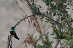Photograph of a Magnificent Hummingbird in Madera Canyon showing flourescent green and blue AZ