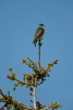 (Falco columbarius)Image No: 13-019791 Click HERE to Add to Cart