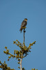(Falco columbarius)Image No: 13-019798 Click HERE to Add to Cart