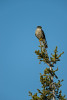 (Falco columbarius)Image No: 13-019905 Click HERE to Add to Cart