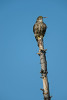 (Falco columbarius)Image No: 13-019915 Click HERE to Add to Cart
