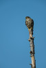 (Falco columbarius)Image No: 13-019935 Click HERE to Add to Cart