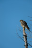 (Falco columbarius)Image No: 13-020038 Click HERE to Add to Cart