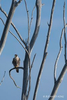 Jamul CA, USA(Falco columbarius)Image No: 21-015085Click HERE to Add to Cart
