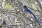 Birding photography from Southern Arizona