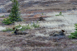 Anchorage, Alaska(Alces alces)Image No. 15-0450229  Click HERE to Add to Cart