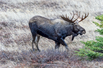 Anchorage, Alaska(Alces alces)Image No. 15-045453  Click HERE to Add to Cart