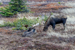 Anchorage, Alaska(Alces alces)Image No. 15-045546  Click HERE to Add to Cart
