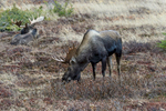 Anchorage, Alaska(Alces alces)Image No. 15-045696  Click HERE to Add to Cart
