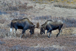 Anchorage, Alaska(Alces alces)Image No. 15-047511  Click HERE to Add to Cart